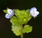 Ivyleaf speedwell